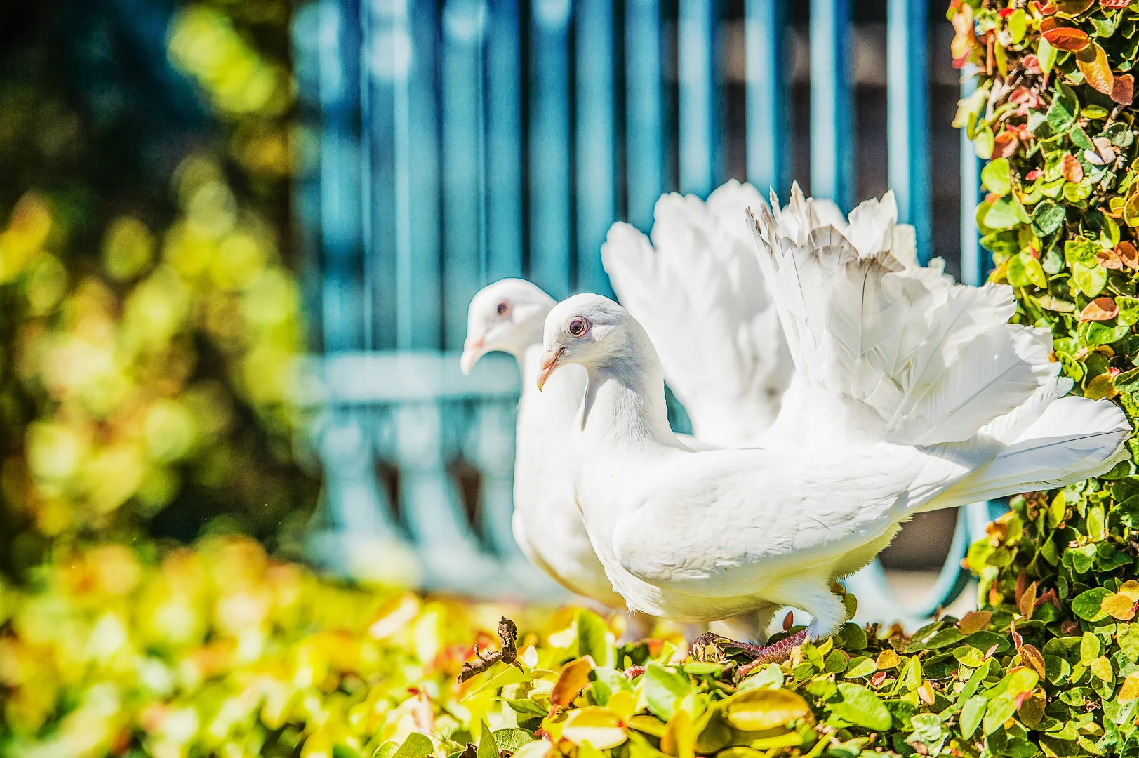 Wedding Photography - Andrejs Zavadskis, photo 48